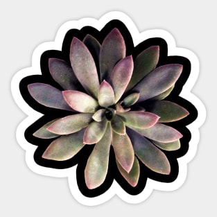 Suculenta Echeveria Carnicolor Sticker